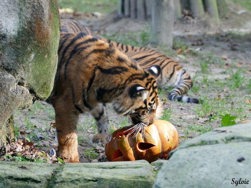 zoo la boissiere du dore halloween15