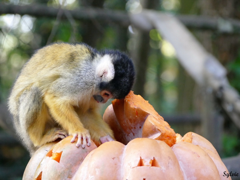 zoo la boissiere du dore halloween16