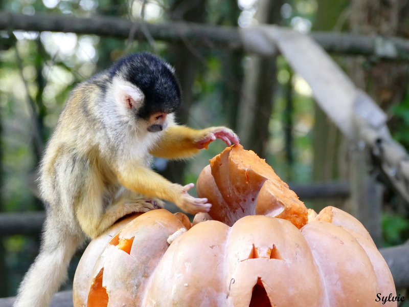 zoo la boissiere du dore halloween17