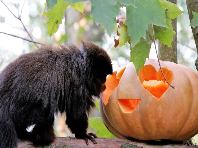 zoo la boissiere du dore halloween3