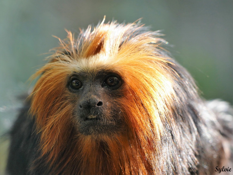 zoo la boissiere du dore halloween32