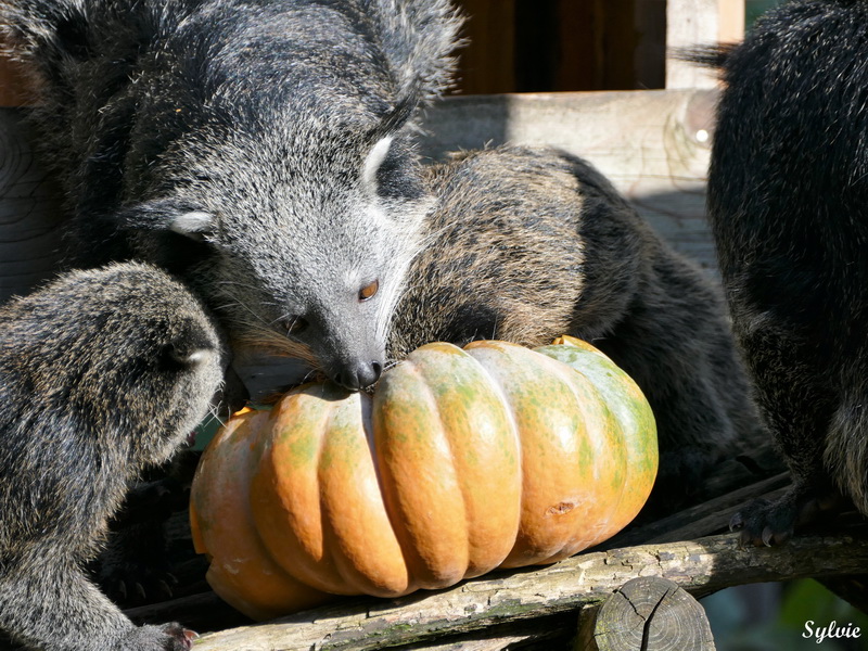 zoo la boissiere du dore halloween4