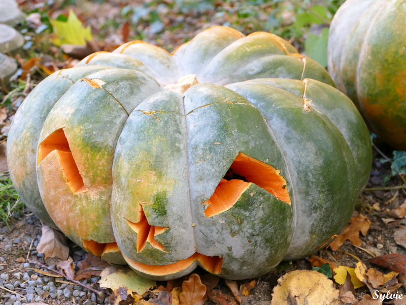 zoo la boissiere du dore halloween5