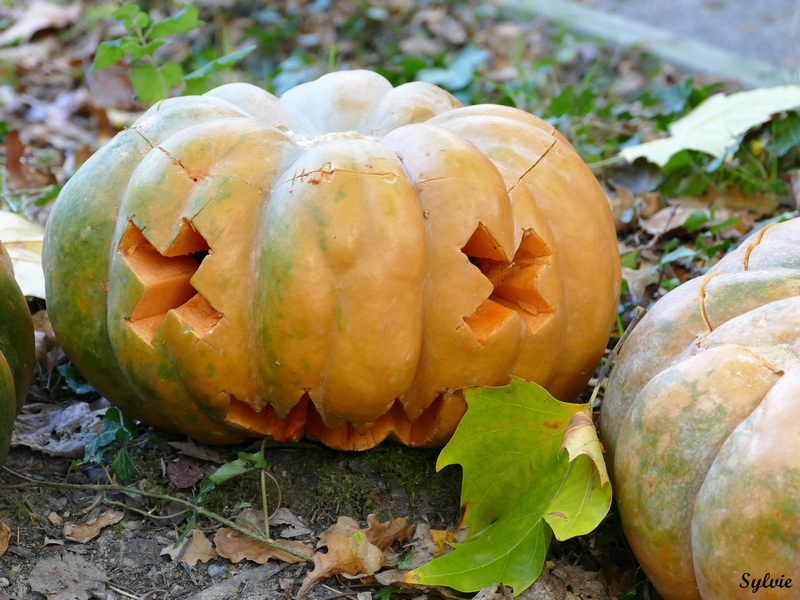 zoo la boissiere du dore halloween6