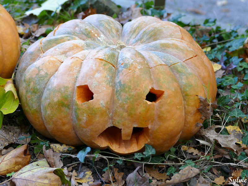 zoo la boissiere du dore halloween7