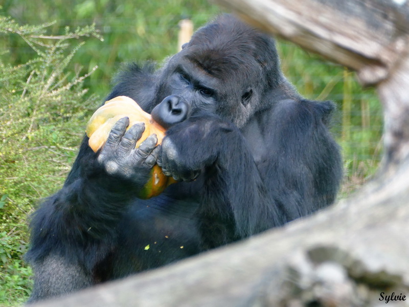 zoo la boissiere du dore halloween8