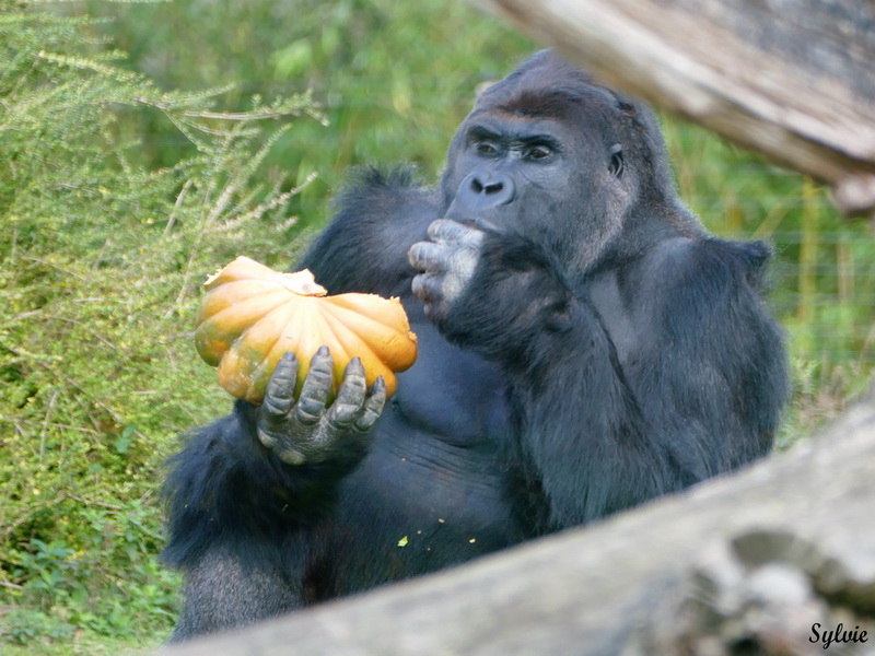 zoo la boissiere du dore halloween9